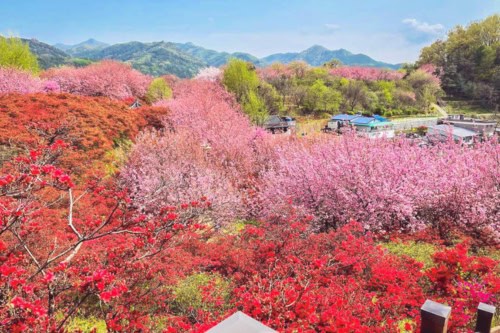 Cherry Blossom Tours from Busan