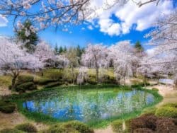 Tur 1 Hari Bunga Sakura Gyeongju dari Busan