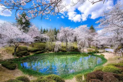 Excursión de 1 día a los cerezos en flor de Gyeongju desde Busan