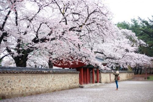 Gyeongju Cherry Blossom 1 Day Tour from Busan