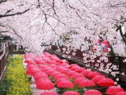 Tur Festival Bunga Sakura Jinhae
