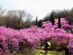 Tur Festival Bunga Sakura Incheon