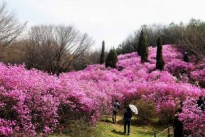 Incheon Cherry Blossom Festival Tours