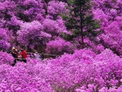 富川杜鹃花和樱花节