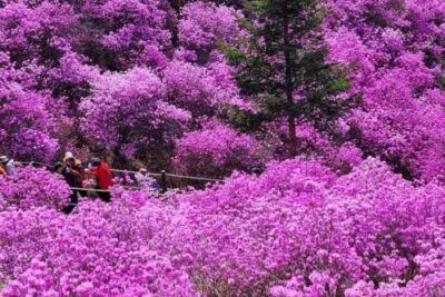 Bucheon Azalea & Cherry Blossom Festival