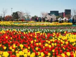 Lễ hội hoa Tulip Taean và chuyến tham quan hái dâu