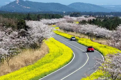 済州の花の花