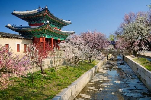 Changgyeonggung Palace Cherry Blossom