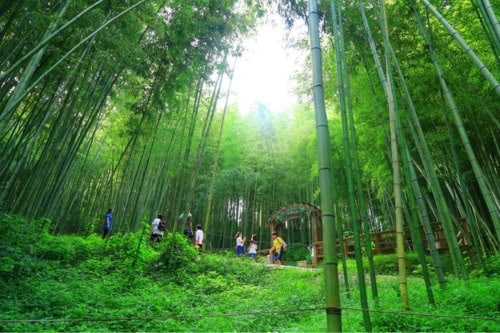 Damyang Bamboo Forest Festival