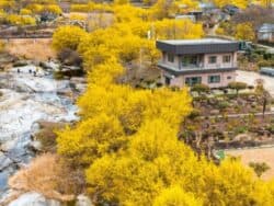 Tour dei fiori in fiore di Gwangyang da Seoul / Busan