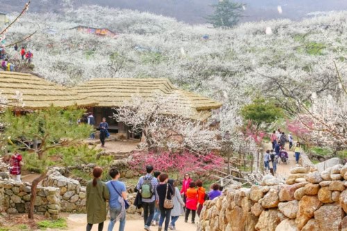 Tour dei fiori in fiore di Gwangyang da Seoul / Busan