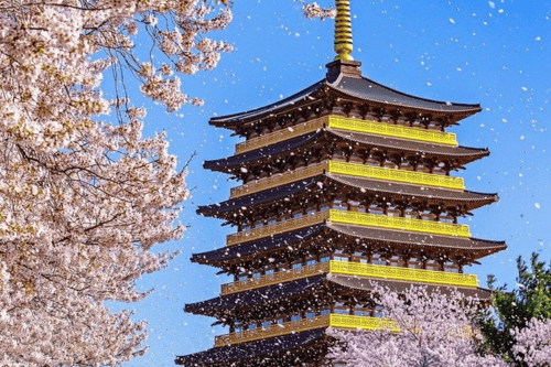 Gyeongju cherry blossom 