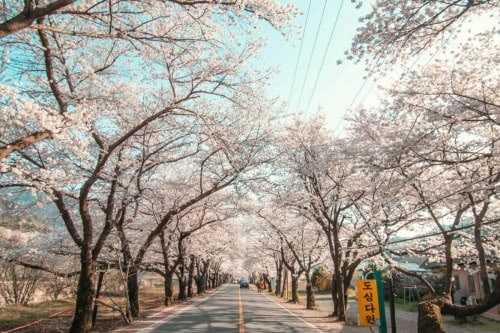 Hwagae Cherry Blossom