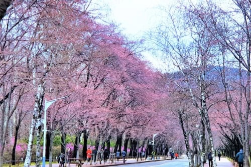Incheon Grand Park Cherry Blossom