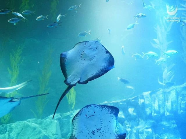 Lotte world Aquarium