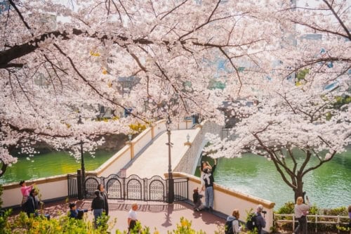 Seokchonhosu Lake Cherry Blossom Festival