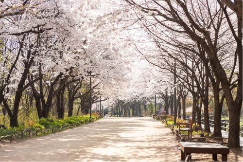 Seoul Forest Cherry Blossom