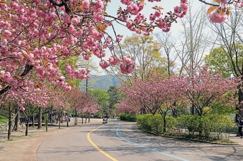 Seoul Grand Park Cherry Blossom