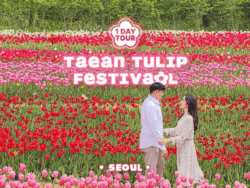 Taean Tulip Festival & Strawberry Picking Tours