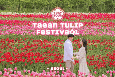 태안 튤립축제 & 딸기 따기 투어