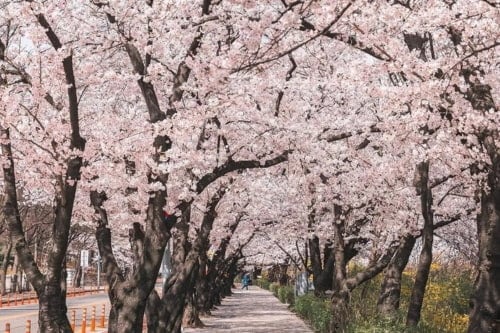 Yeouido Cherry Blossom Festival 