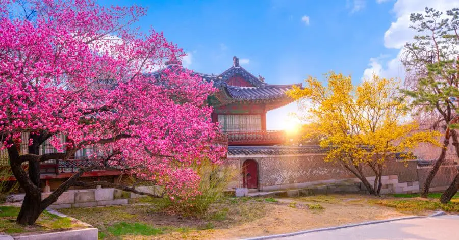 spring in korea