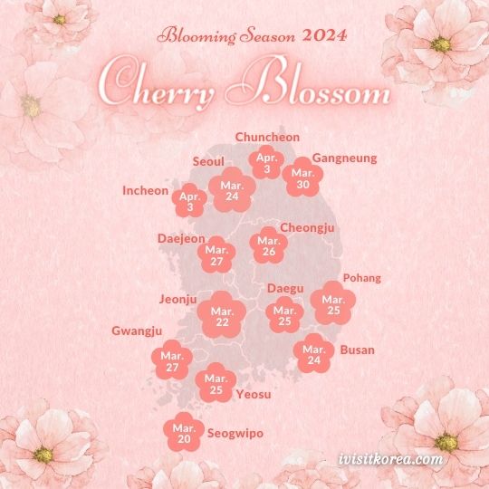 Cherry Blossom Forecast 2024 in South Korea