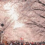 The 64th Jinhae Gunhang Cherry Blossom Festival 2026