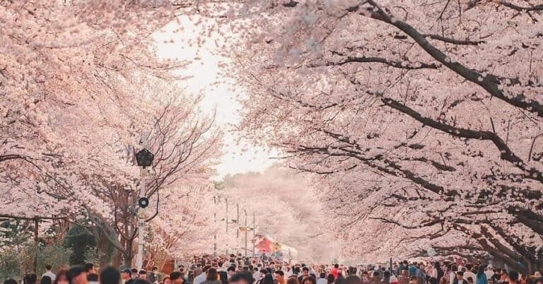 The 64th Jinhae Gunhangje Cherry Blossom Festival 2026