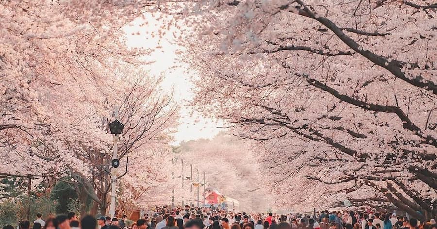 jinhae-cherry-blossom-festival