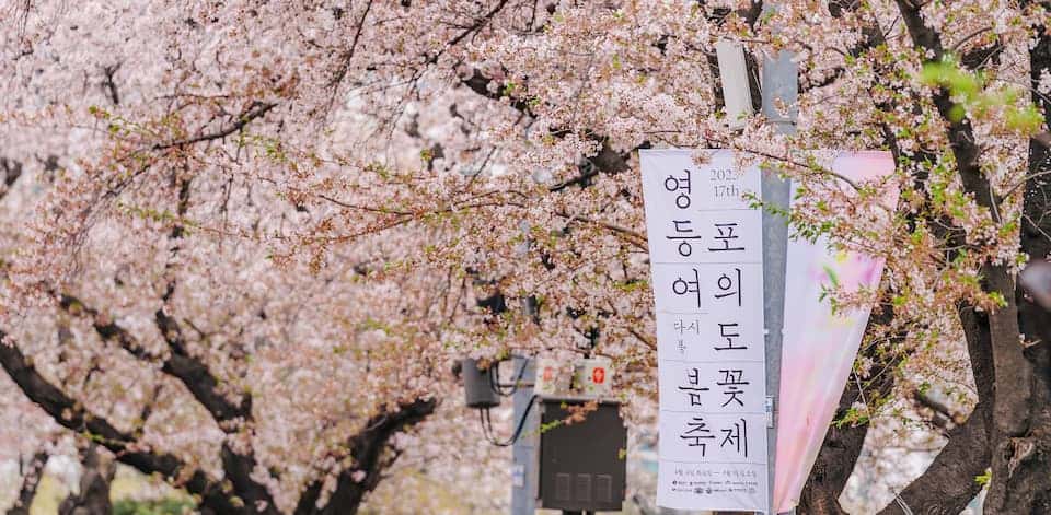 Yoeuido cherry blossom festival in Seoul, South Korea
