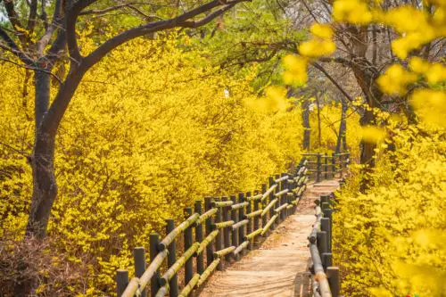 festival eungbongsan-forsythia