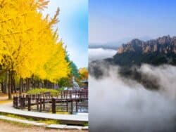 Nami Island & Mt. Seorak Day Trips from Seoul