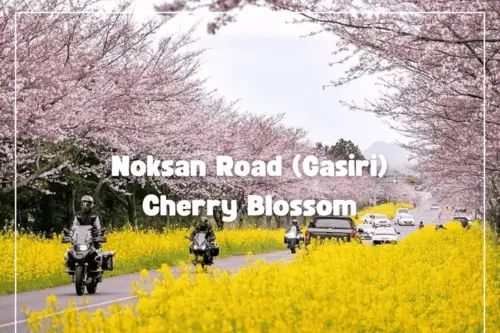 Excursión de un día a los cerezos en flor de Jeju: ruta este