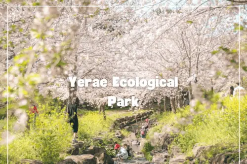Excursión de un día a los cerezos en flor de Jeju: ruta sur y oeste