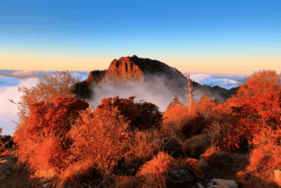 Jiri Mountain Autumn Foliage Day Tours from Busan