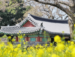 Jeju Canola Flower Tours Klook