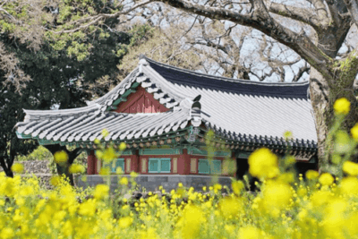 Passeios de flores de canola em Jeju Klook