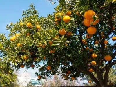 4D3N Jeju itinerary with nature and cultural highlights