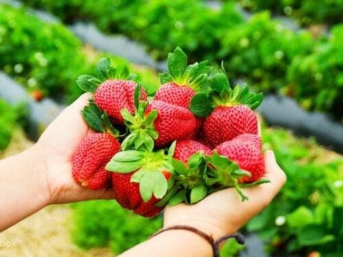 Cheongyang Ice Fountain Festival Day Tours from Seoul - Image 4