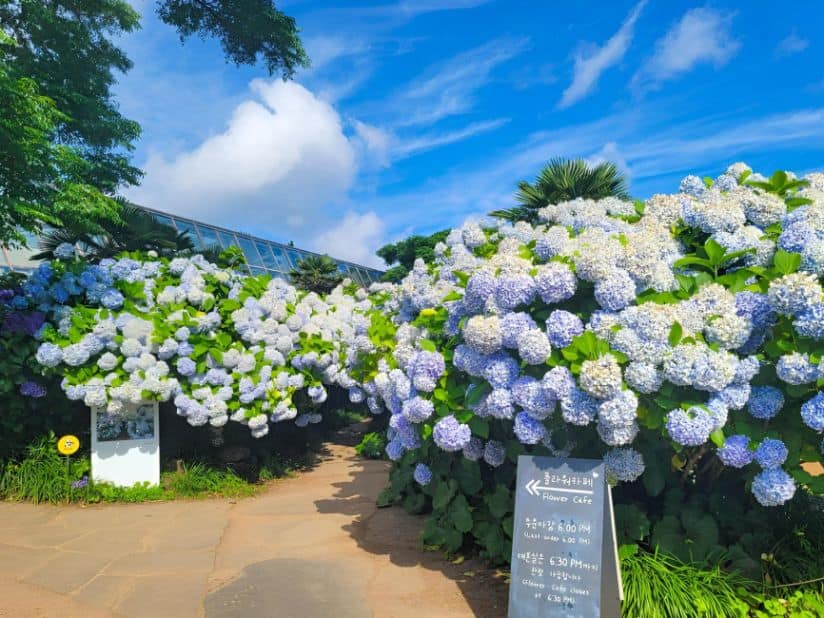 Admire Vibrant Hydrangea Gardens in Hallim Park