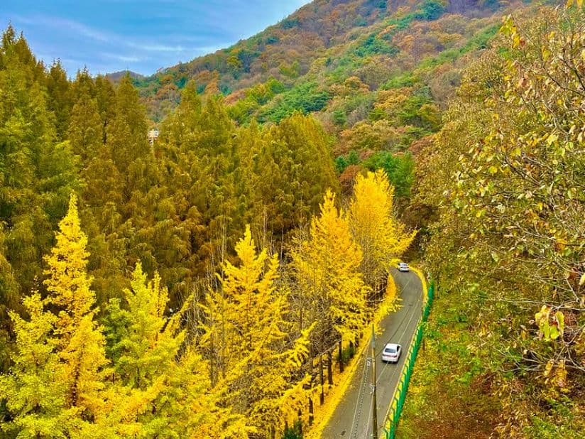 Jeonju Hanok Village & Jangtaesan Autumn Foliage Full-Day Tour