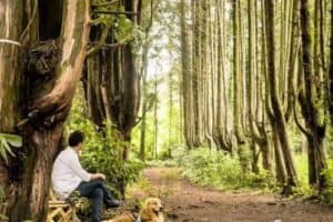 Visit Seventeen Seunkgwan-Approved Secret Forest