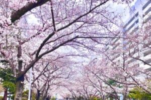 Visit Oncheoncheon Café Street & Cherry Blossom Street