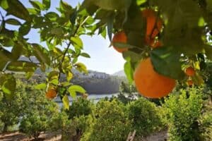 More Orange Picking At Bong Bong Tangerine Farm