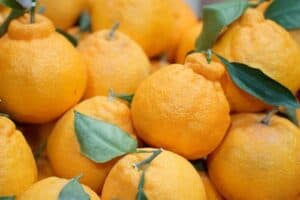 Orange Picking At Odeung Gangyul Orange Farm