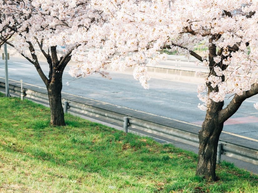 Walk the Cherry Blossom Path at Samnak Ecological Park