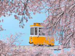 Busan Spring Special: Sky Capsule & Cherry Blossom Day Tours
