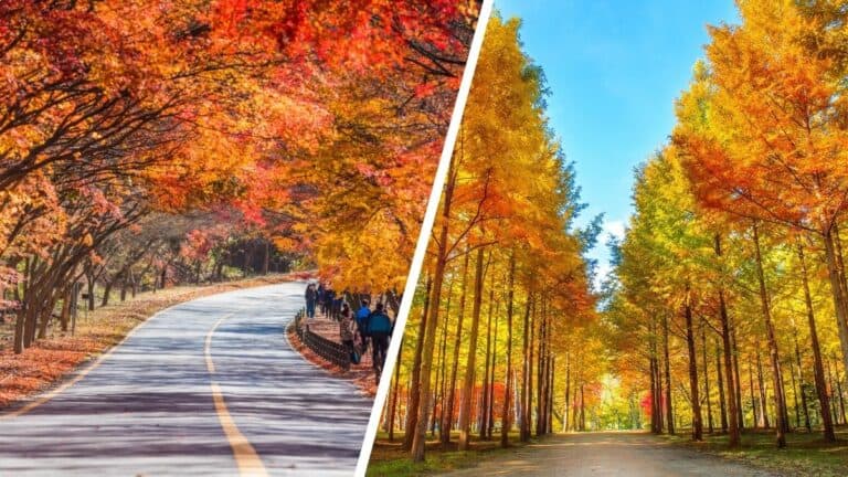 Autumn Foliage Tours from Seoul