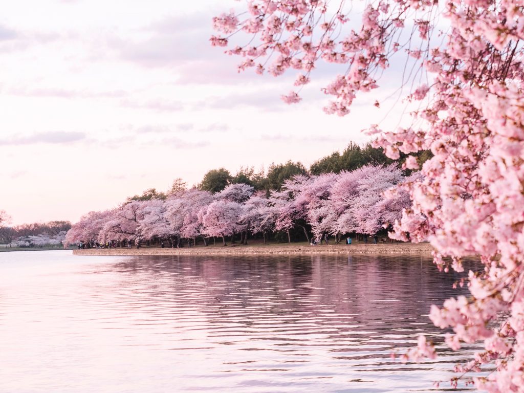 Seokchon Lake Cherry Blossom Festival 2019